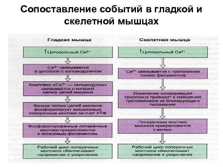 Сопоставление событий в гладкой и скелетной мышцах 