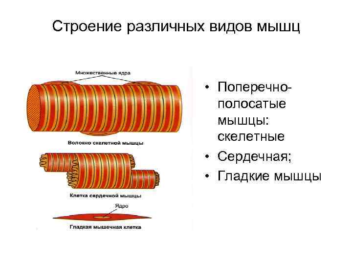 Какие свойства мышц