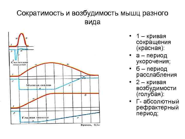 Сократимость и возбудимость мышц разного вида • 1 – кривая сокращения (красная): • а