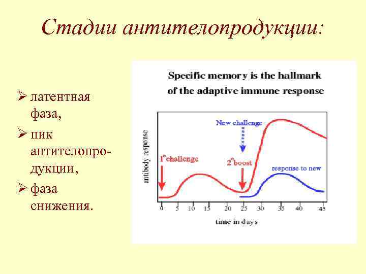 Стадии антителопродукции: Ø латентная фаза, Ø пик антителопродукции, Ø фаза снижения. 