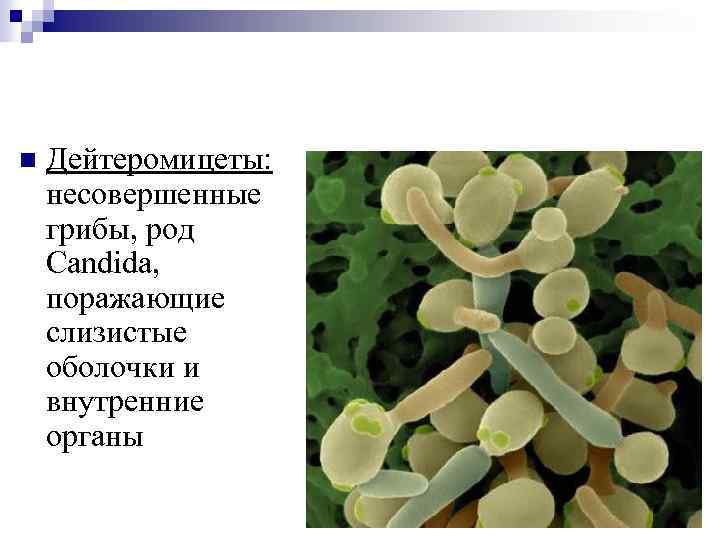 Грибы рода candida