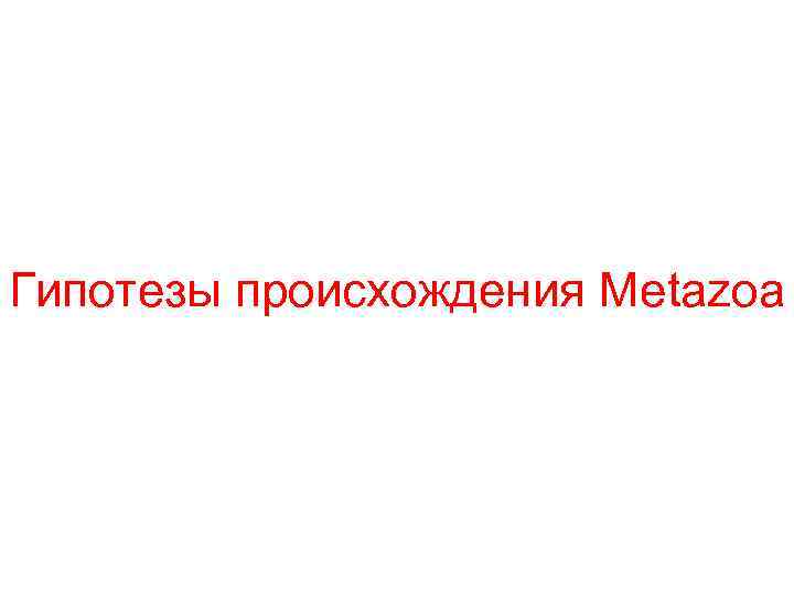 Гипотезы происхождения Metazoa 