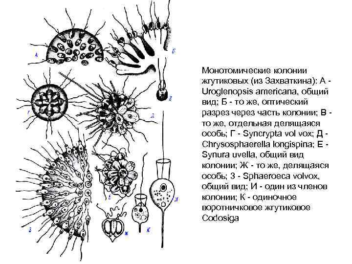 Монотомические колонии жгутиковых (из Захваткина): А - Uroglenopsis americana, общий вид; Б - то