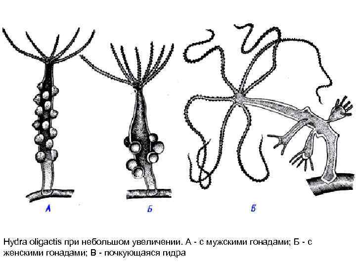 Hydra oligactis при небольшом увеличении. А - с мужскими гонадами; Б - с женскими