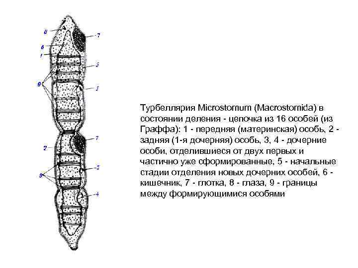 Турбеллярия Microstomum (Macrostomida) в состоянии деления - цепочка из 16 особей (из Граффа): 1