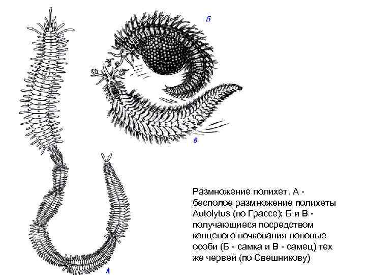 Размножение полихет. А - бесполое размножение полихеты Autolytus (по Грассе); Б и В -