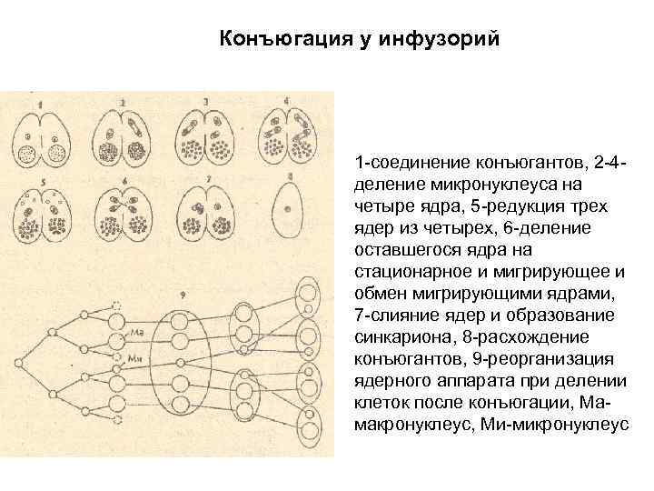 Конъюгация у инфузорий 1 -соединение конъюгантов, 2 -4 деление микронуклеуса на четыре ядра, 5