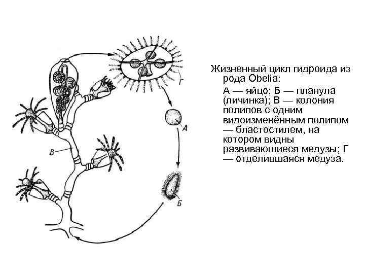  Жизненный цикл гидроида из рода Obelia: А — яйцо; Б — планула (личинка);