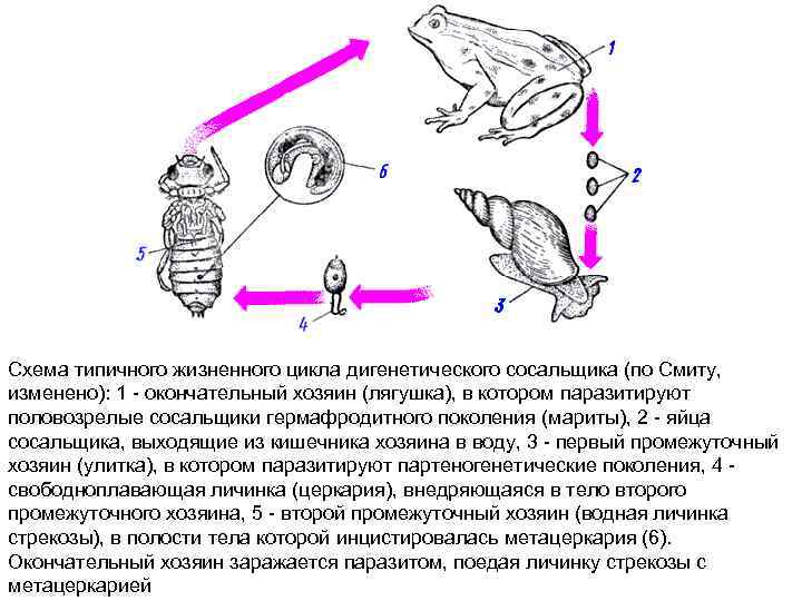 Схема типичного жизненного цикла дигенетического сосальщика (по Смиту, изменено): 1 - окончательный хозяин (лягушка),