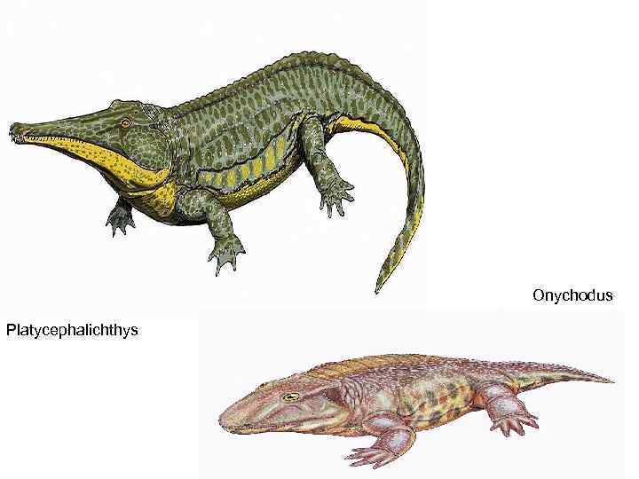 Onychodus Platycephalichthys 