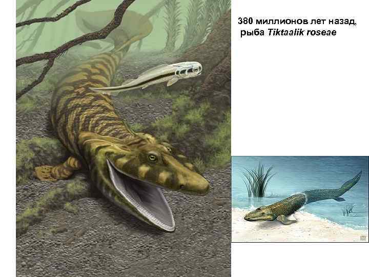 380 миллионов лет назад, рыба Tiktaalik roseae 