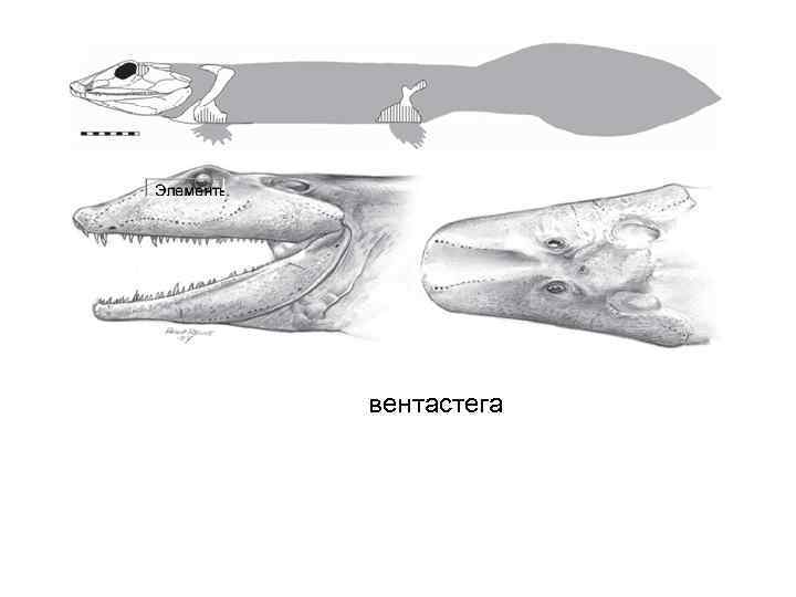 вентастега 