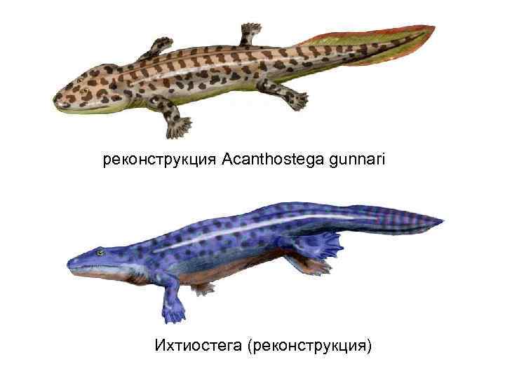 реконструкция Acanthostega gunnari Ихтиостега (реконструкция) 