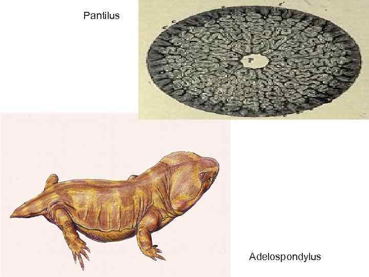 Pantilus Adelospondylus 