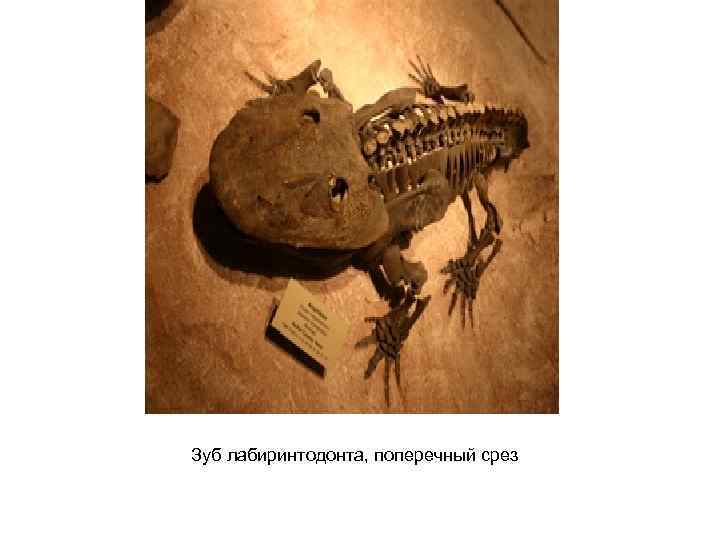 Зуб лабиринтодонта, поперечный срез 