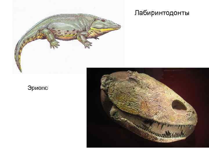 Лабиринтодонты Эриопс 