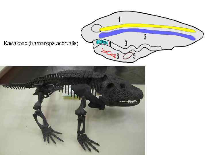 Камакопс (Kamacops acervalis) 