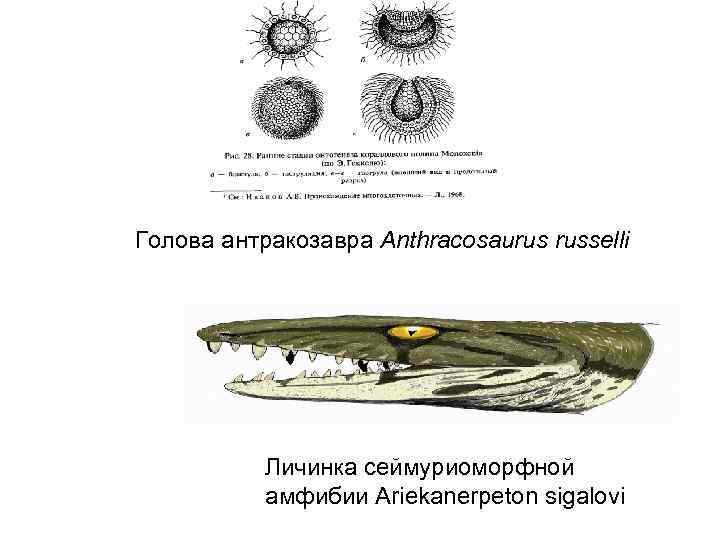 Голова антракозавра Anthracosaurus russelli Личинка сеймуриоморфной амфибии Ariekanerpeton sigalovi 
