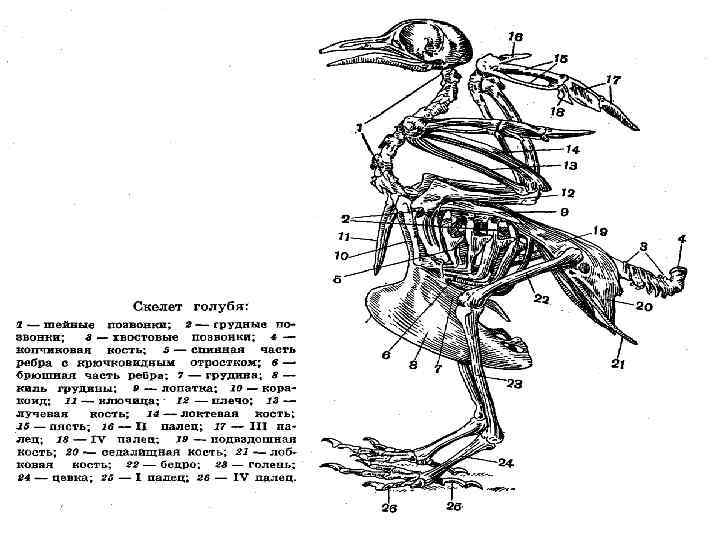 Рисунок сизого голубя