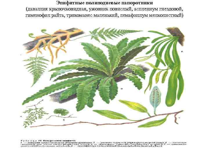 Эпифитные полиподиевые папоротники (даваллия крыночковидная, ужовник повислый, асплениум гнездовой, гименофил райта, трихоманес маленький, лемафиллум