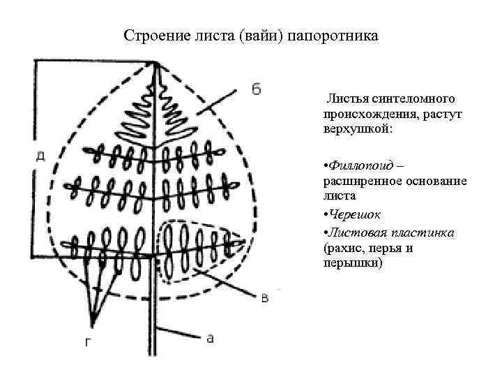 Строение листа (вайи) папоротника Листья синтеломного происхождения, растут верхушкой: • Филлопоид – расширенное основание