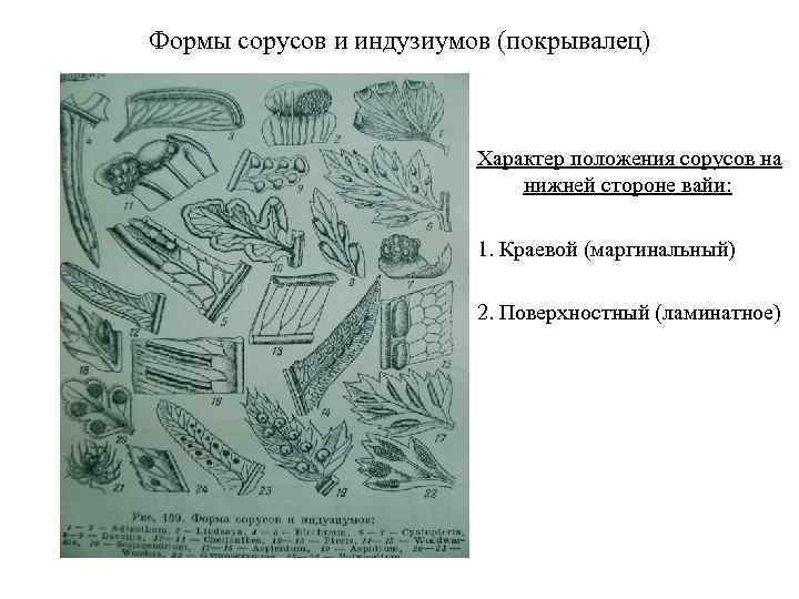 Формы сорусов и индузиумов (покрывалец) Характер положения сорусов на нижней стороне вайи: 1. Краевой