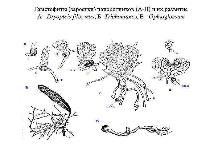 Гаметофиты (заростки) папоротников (А-В) и их развитие А - Dryopteis filix-mas, Б- Trichomanes, В