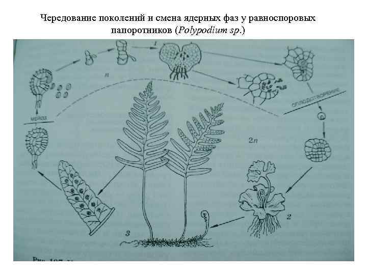 Чередование поколений и смена ядерных фаз у равноспоровых папоротников (Polypodium sp. ) 