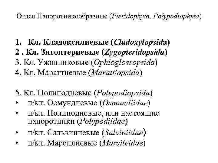 Отдел Папоротникообразные (Pteridophyta, Polypodiophyta) 1. Кладоксилиевые (Cladoxylopsida) 2. Кл. Зигоптериевые (Zygopteridopsida) 3. Кл. Ужовниковые