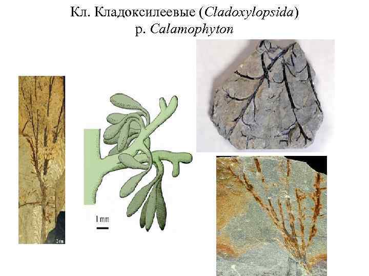 Кл. Кладоксилеевые (Cladoxylopsida) p. Calamophyton 