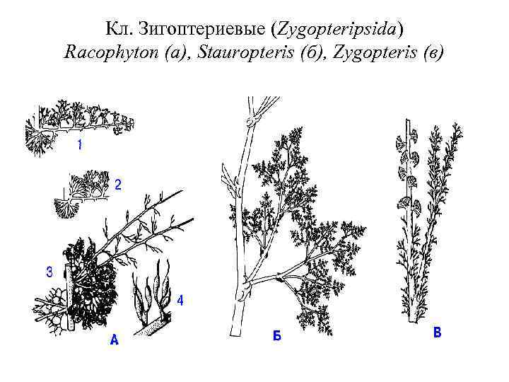 Кл. Зигоптериевые (Zygopteripsida) Racophyton (a), Stauropteris (б), Zygopteris (в) 