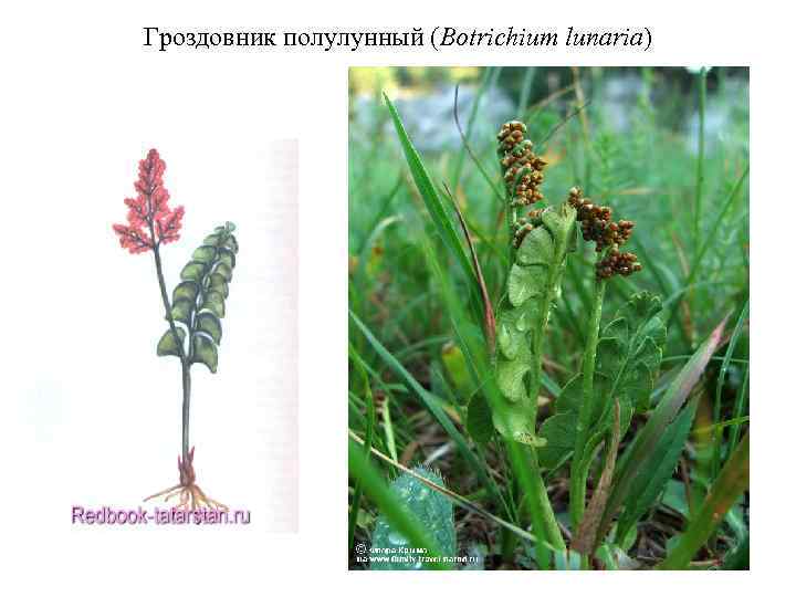 Гроздовник полулунный (Botrichium lunaria) 