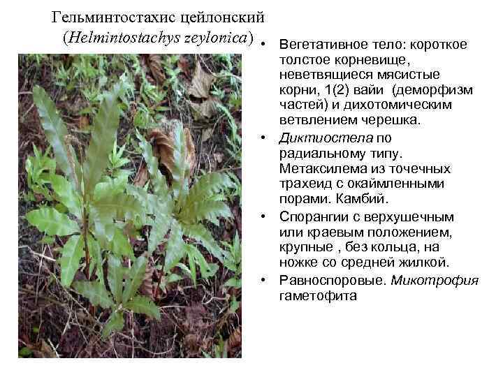 Гельминтостахис цейлонский (Helmintostachys zeylonica) • Вегетативное тело: короткое толстое корневище, неветвящиеся мясистые корни, 1(2)