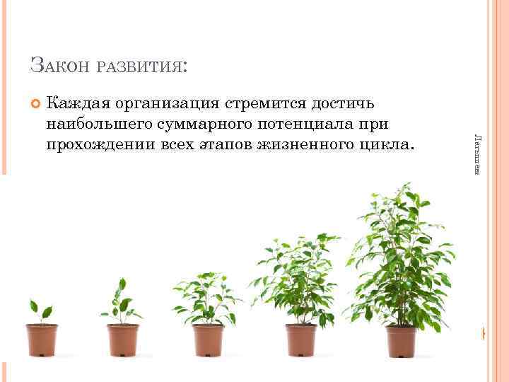 ЗАКОН РАЗВИТИЯ: Латышева В. В. , кафедра 009, МАИ Каждая организация стремится достичь наибольшего