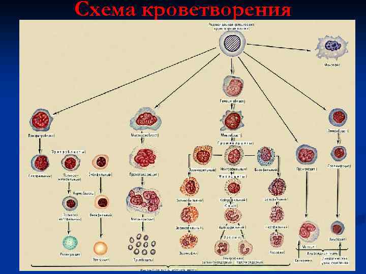 Схема кроветворения 