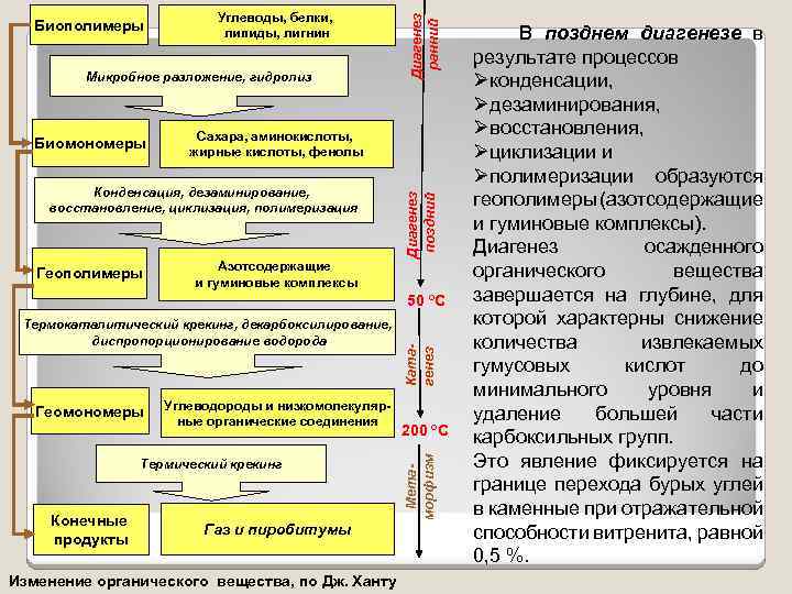Микробное разложение, гидролиз Биомономеры Сахара, аминокислоты, жирные кислоты, фенолы Конденсация, дезаминирование, восстановление, циклизация, полимеризация
