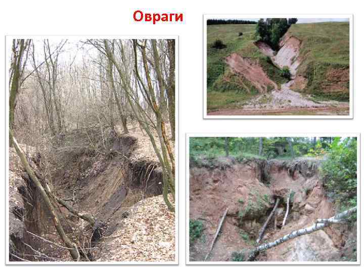  • Торф образуется в болотах при отмирании растительности. Его запасы в области велики