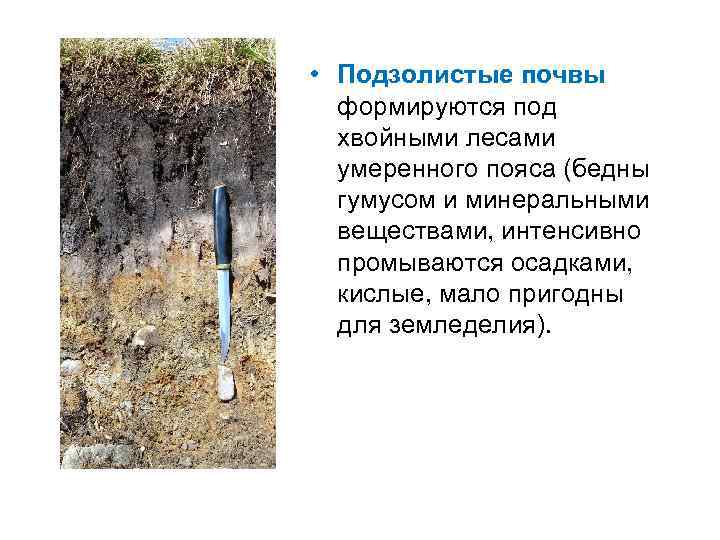 Почвенный профиль дерново-подзолистой почвы А 0 – лесная подстилка Ад – дерновый горизонт (пронизан