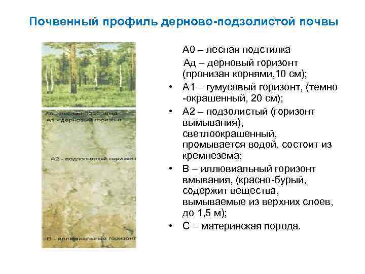  • Болотно-подзолистые почвы образуются в процессе оглеения на плоских слабодренирован- ных территориях и