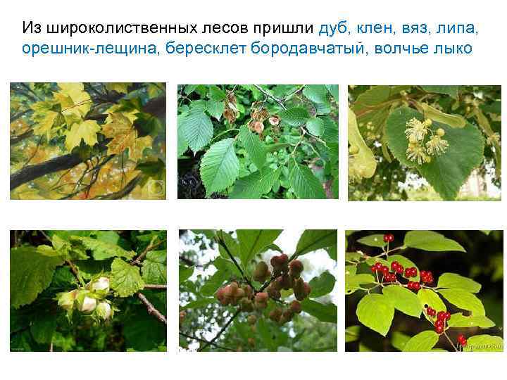  • Обитатели степей - клевер горный (белоголовка), лапчатка серебристая, подмаренник настоящий, лопух войлочный,