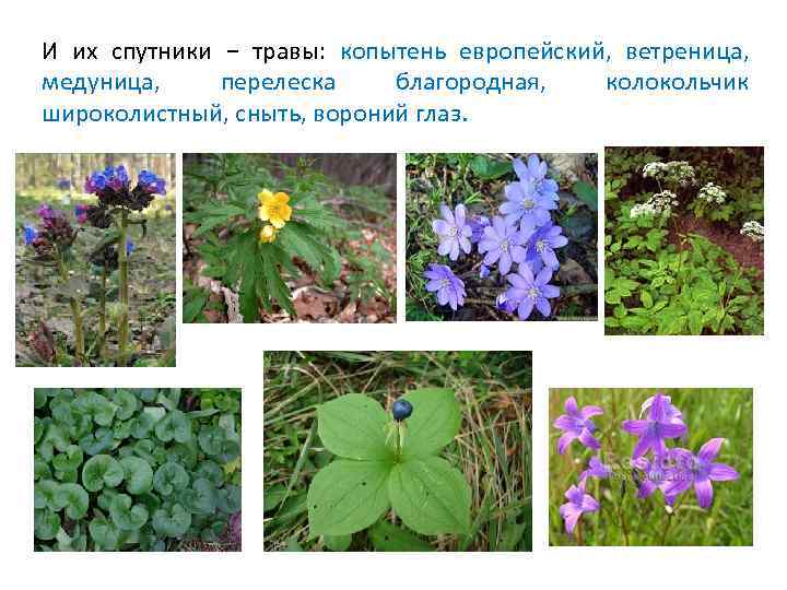  Однако климатические условия были наиболее благоприятны для растений хвойных лесов (тайги), поэтому они