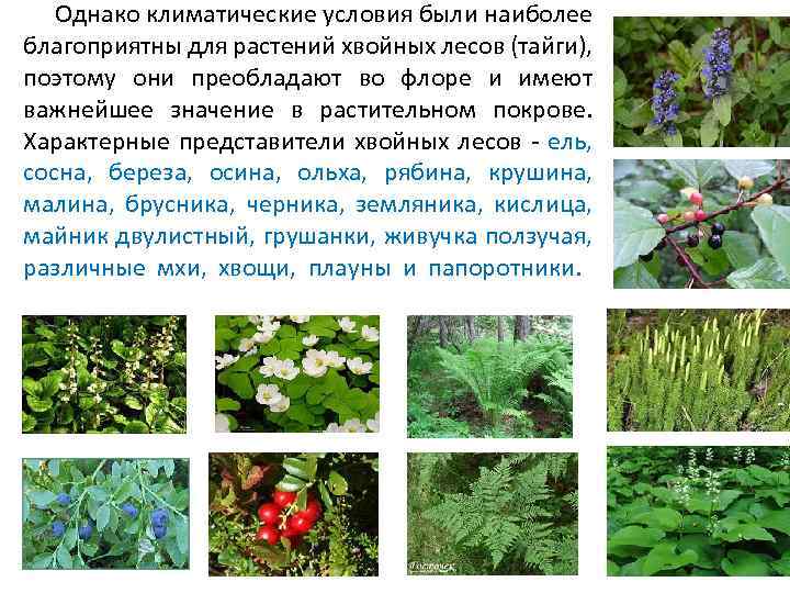 Еловые леса занимают около 25% общей площади лесов, они влажные, тенистые, под пологом ели