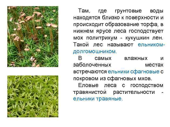 Дубовые леса на территории области встречаются на очень небольших площадях. В западных районах области