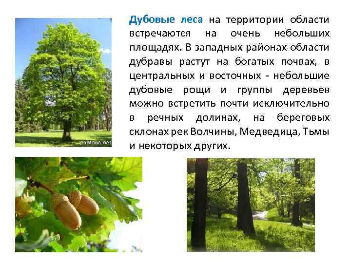 Разнообразен травяной покров в дубравах: медуница, ветреница, колокольчик широколистный, сныть и др. 