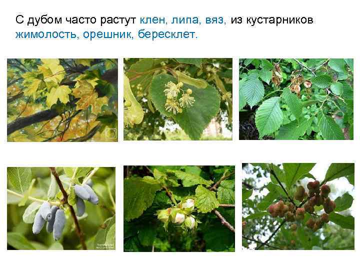 Мелколиственные леса - березовые, осиновые и ольховые широко распространены по всей области. Береза и