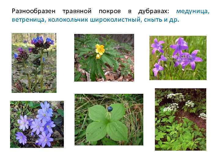 В мелколиственных лесах из кустарников обычны ивы, крушина, черемуха, малина. 