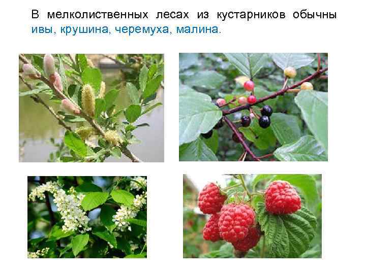  • Луга Тверской области - земельные угодья средней степени увлажненности, покрытые многолетней травянистой