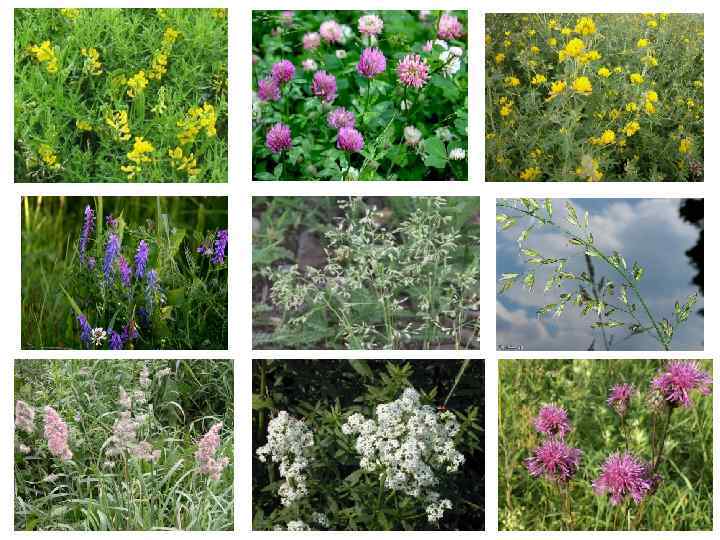  • Болота широко распространены в Тверской области, часть из них осушена, и в