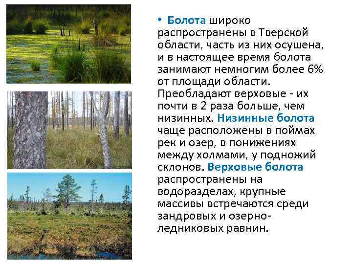  • На больших глубинах поселяются растения с плавающими на поверхности воды листьями, такие