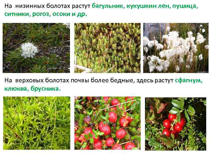  • Следующий по глубине полосу образуют погруженные растения, из которых наиболее распространены рдесты,